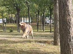 -爪吧宠物乐园·宠物泳池(温榆河示范区店)
