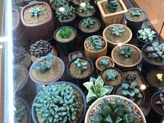 -双季花艺园艺市场(浦东店)