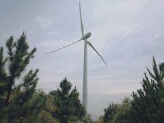 -合肥滨湖国家森林公园