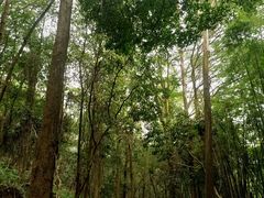 -滴水岩森林公园