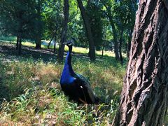 -北京麋鹿生态实验中心