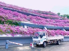 -深圳仙湖植物园