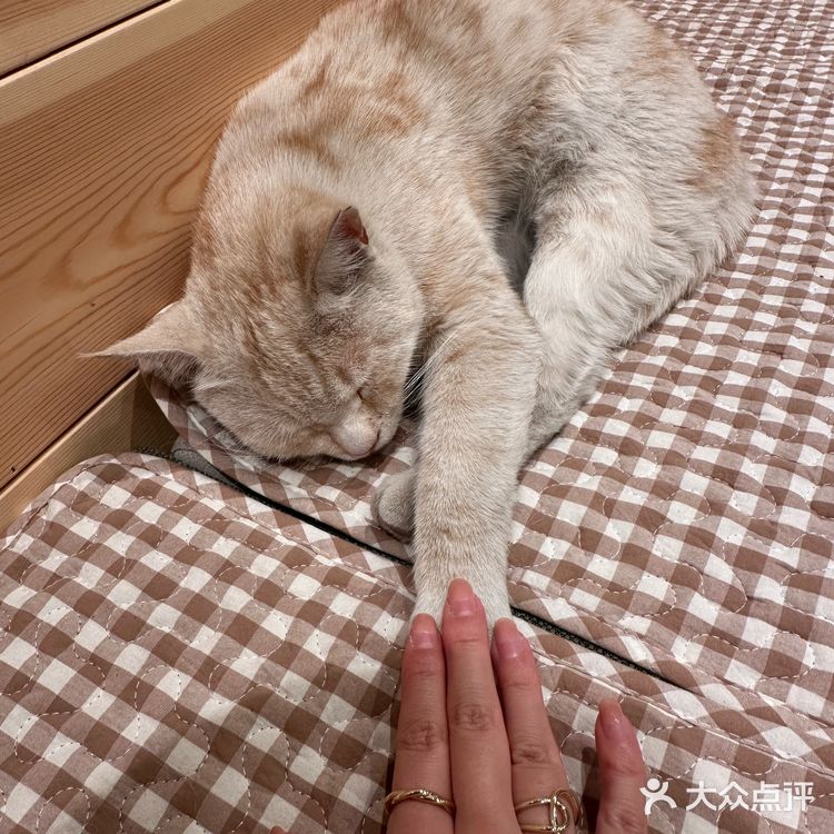 找到了胡同里空间很大的咖啡馆！木质风还有猫！