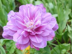 -上海鲜花港
