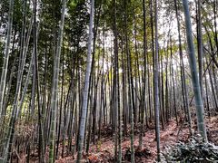 -上海佘山国家森林公园天马山园