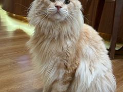 -有猫主题·治愈系猫咖(曾厝垵店)