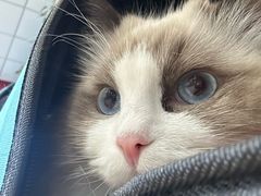 -中农大我爱我爱动物医院·核磁CT·猫病·24小时夜诊中心(石佛营店)