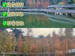 -银湖山郊野公园-相思林