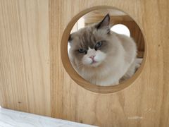 -猫和宫(六道口店)