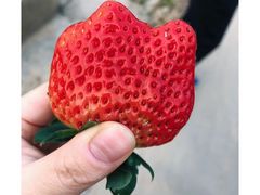 -小鱼草莓采摘园农家乐·小鱼餐厅