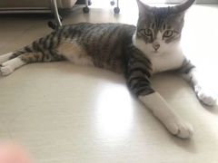 -Catmate·猫肥家润(金润铂宫店)