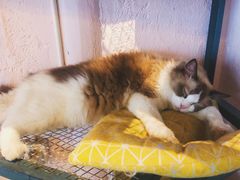 -喵屿·大理花园猫咖