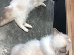 -瞄一喵猫咖(格力海岸店)