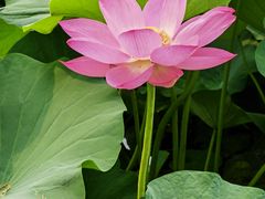 -莲池书院博物馆