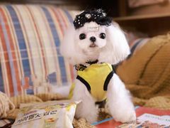 -萌宠之家·腊肠犬·马尔泰·小体犬舍