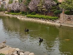 -芭东小镇温泉