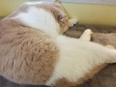 -Meowの猫咖(万家丽店)