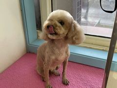 -小叮当动物医院·骨科·眼科