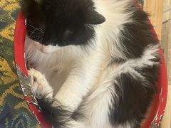 -平行世界·猫咖(首经贸店)