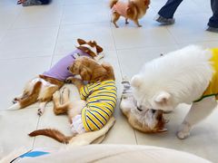 -怪兽屋·羊驼·猫咖·狗咖(俊华广场店)