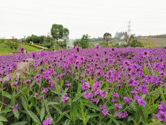 -紫颐香薰山谷景区