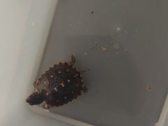 -灵龟之家百象馆(百象馆联合旗舰店)