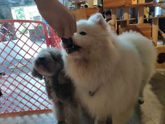 -more than meow吴止猫主题餐厅(承德 中船汇店)