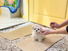 -萌宠之家·腊肠犬·马尔泰·小体犬舍