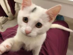 -瑞鹏宠物医院·骨科·猫科·内科(第一中心)