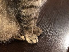-猫友咖啡店(玉林西路店)