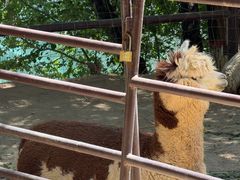 -青藏高原野生动物园