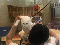 -圆子宠物