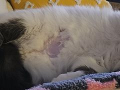 -派特宠物医院(圆融广场店)