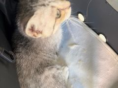 -艾吉宠物医院·疑难杂症转诊中心·猫友好(碧江路院)