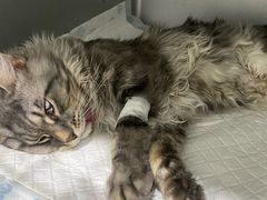 -派特宠物医院(圆融广场店)