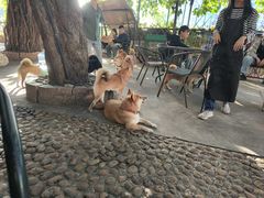 -柴犬高等学院·狗咖·柴犬售卖·宠物训练