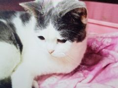 -瑞派动物医院·猫专科·至诚(江南中分院)