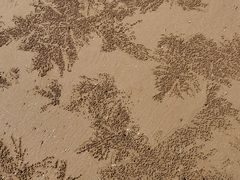 -日照海滨国家森林公园