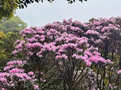 -梧桐山风景名胜区
