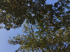 -佛手湖郊野公园