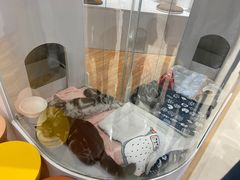 -COLOR PETS 撸猫馆·购猫·猫咖(长风大悦城店)