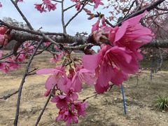 -天适樱花悠乐园