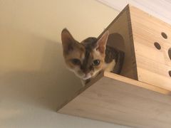 -Meowの猫咖(万家丽店)