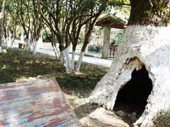 -八大山人梅湖景区