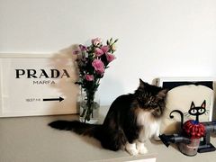 -纳吉亚猫专科动物诊疗中心(蒋宅口分院)
