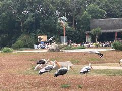 -广州长隆飞鸟乐园