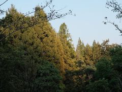 -杭州植物园
