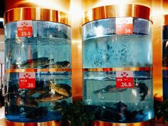 水产区-蜀滋香鲜鱼美蛙火锅(339店)