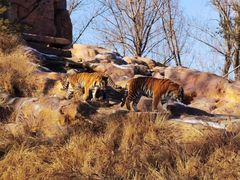 -北京野生动物园