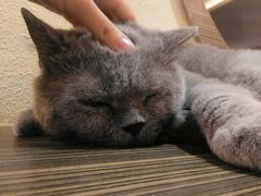 -more than meow吴止猫主题餐厅(承德 中船汇店)